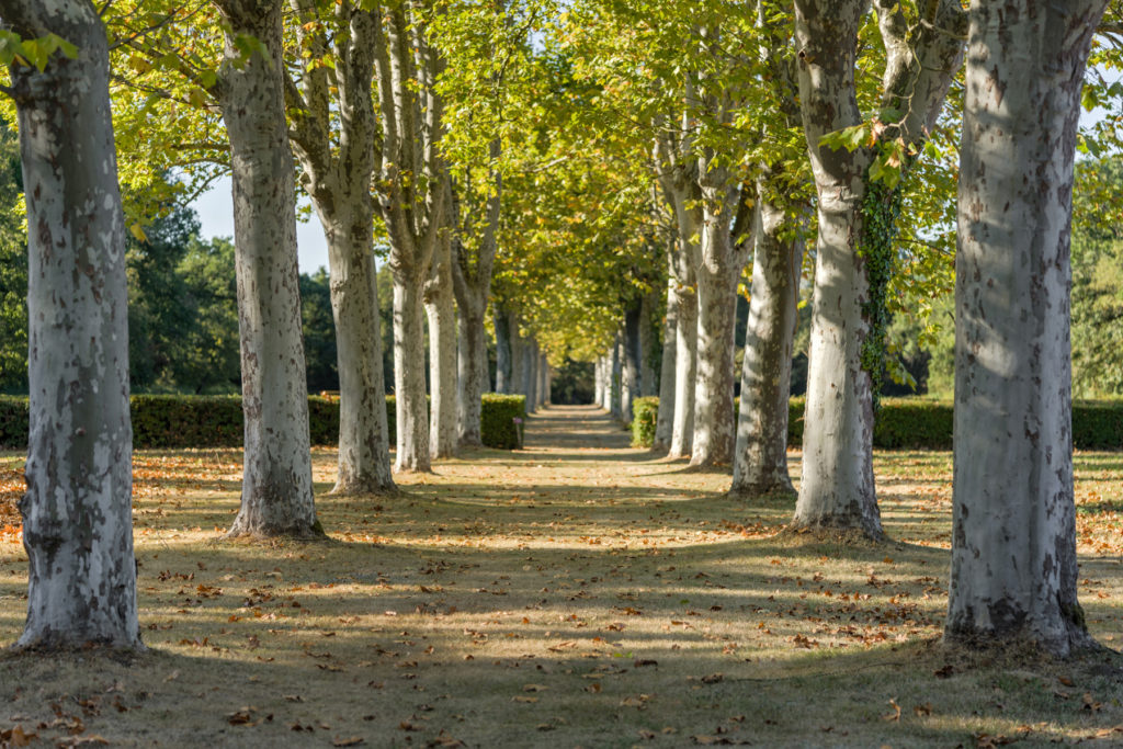 Allées du domaine de Rochemontès
